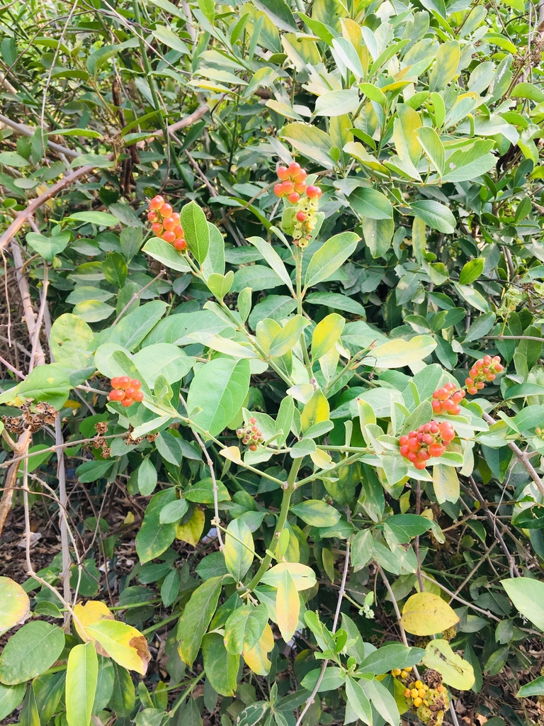 Citharexylum ellipticum