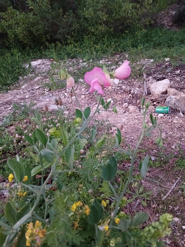 Foto de Ervilha-de-cheiro
