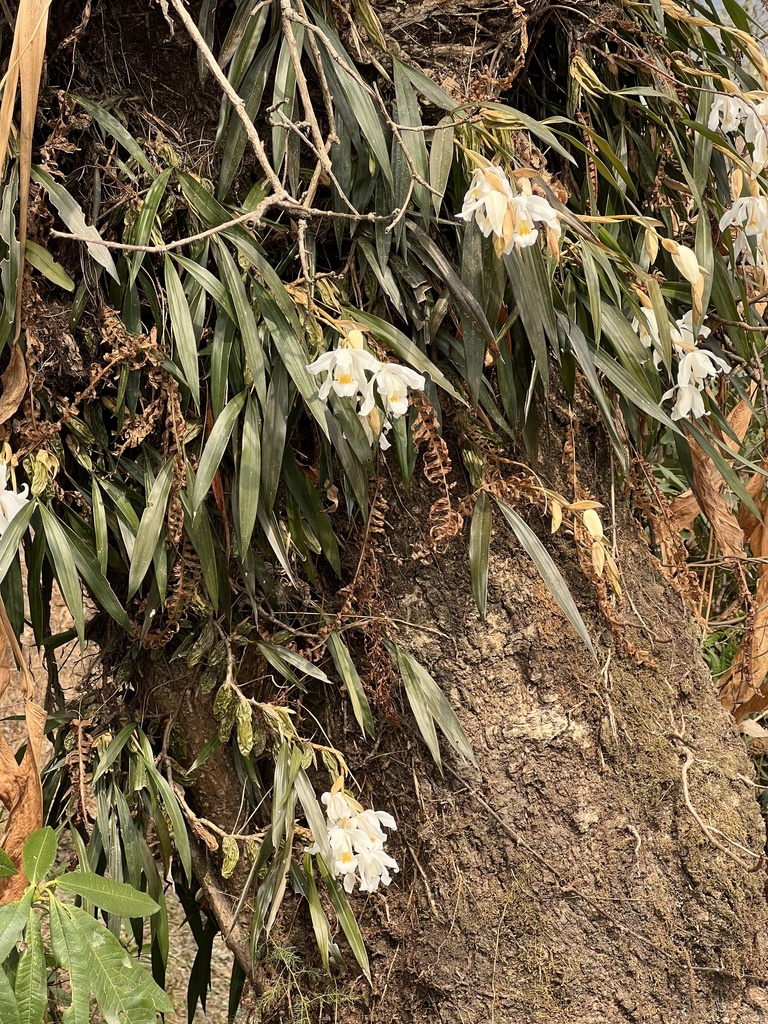 Coelogyne cristata