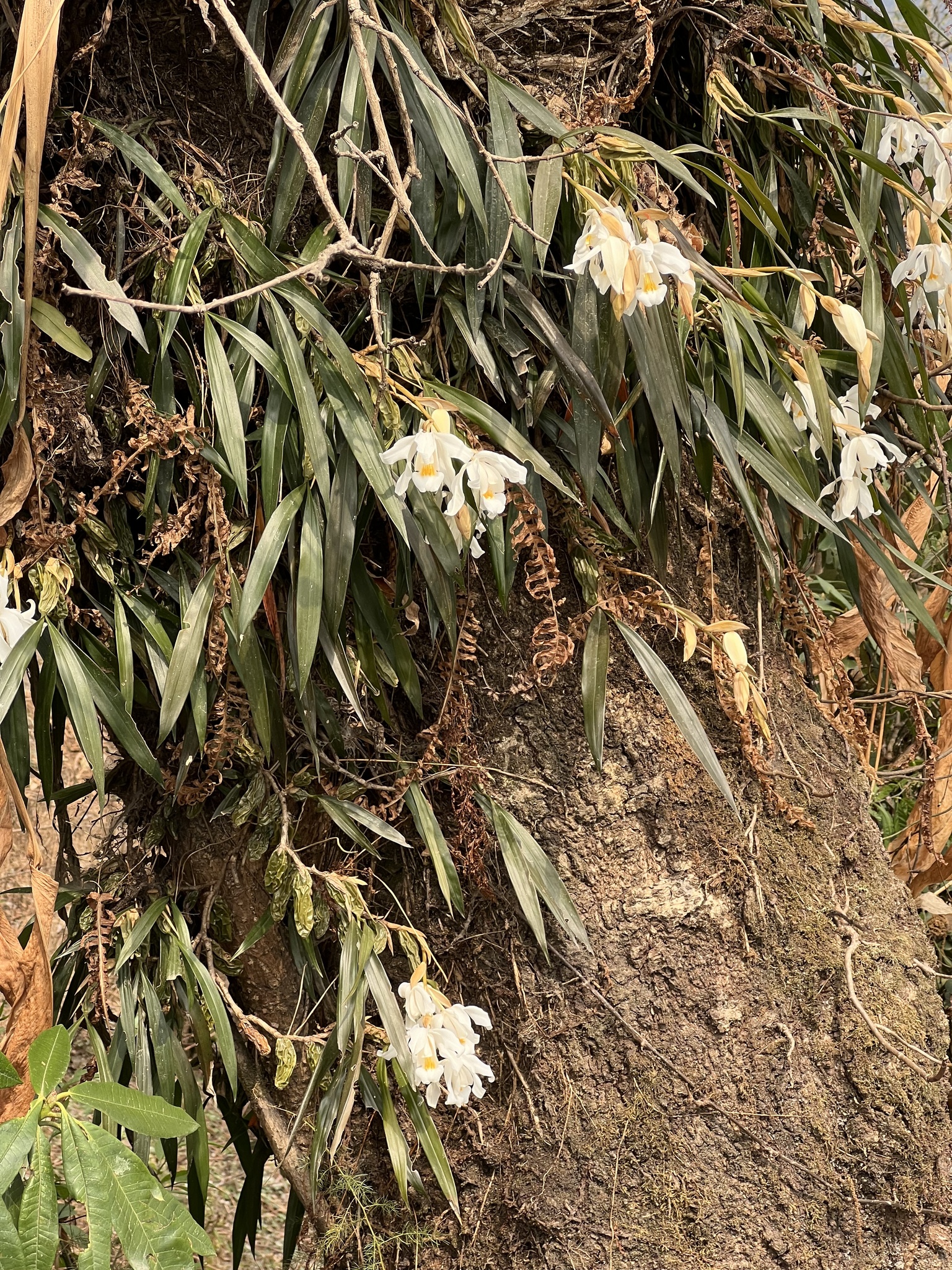 Imagem de Orquídea-dama-da-noite