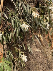 Snow Orchid (Coelogyne cristata)