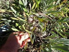 Leucospermum hypophyllocarpodendron