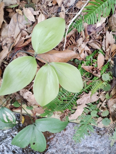 Image of Ruscus streptophyllus by no rights reserved