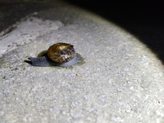 Petalochlamys