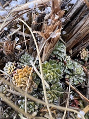 Saxifraga andersonii, photograph Hannah Rogers, CC BY, iNaturalist via GBIF