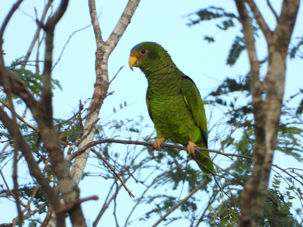 Loro yucateco en febrero 2024 por angel_castillo_birdingtours ...