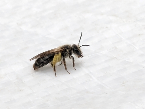 Tridentate Miner photographed in Rhode Island