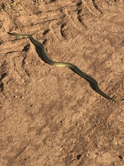 Lampropeltis splendida