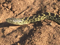 Lampropeltis splendida