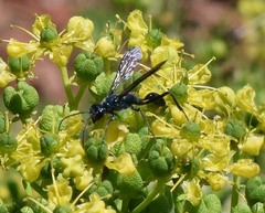 Chalybion zimmermanni