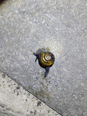Petalochlamys