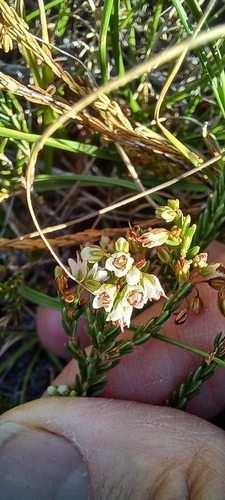 Image of Erica capillaris by (c) Adele SL, some rights reserved (CC BY)
