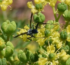 Chalybion zimmermanni