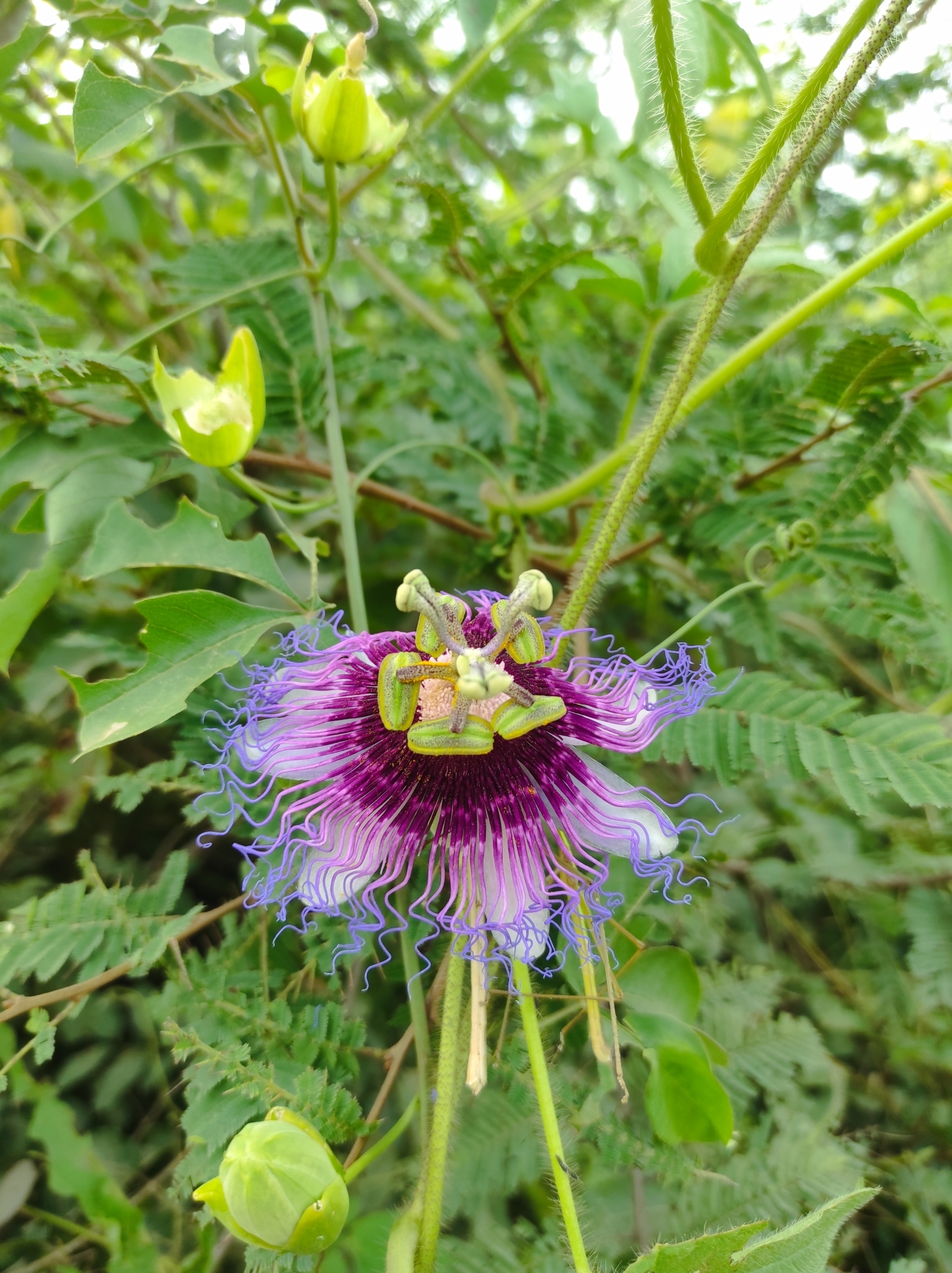 Passiflora cincinnata