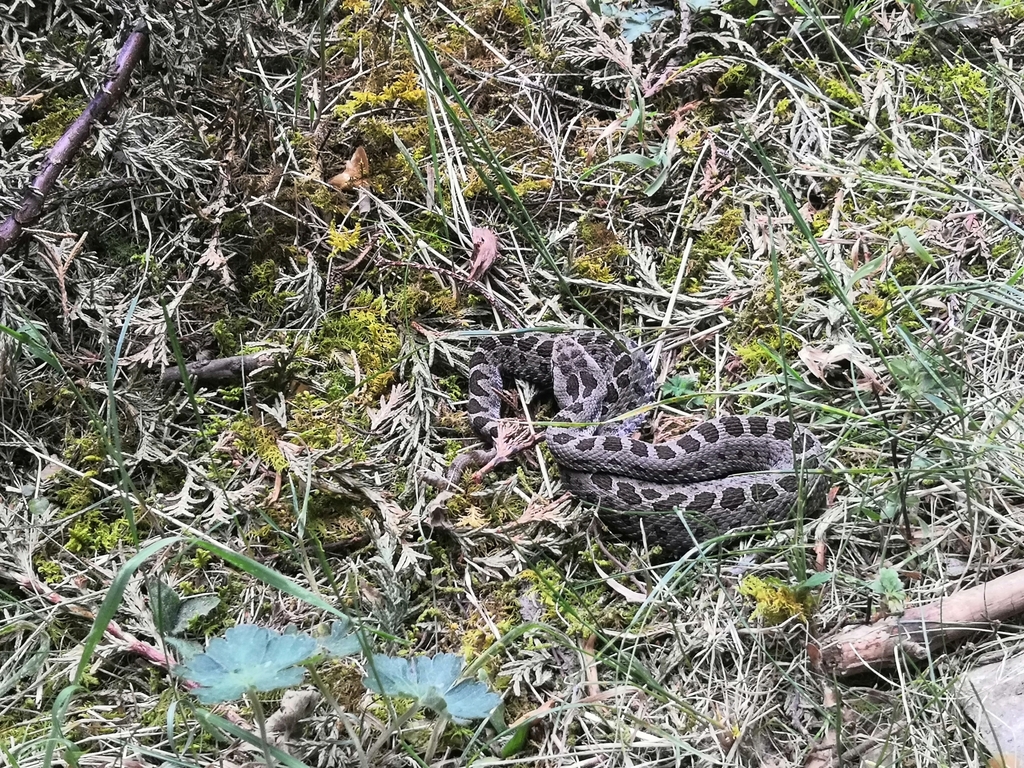 Central Plateau Dusky Rattlesnake