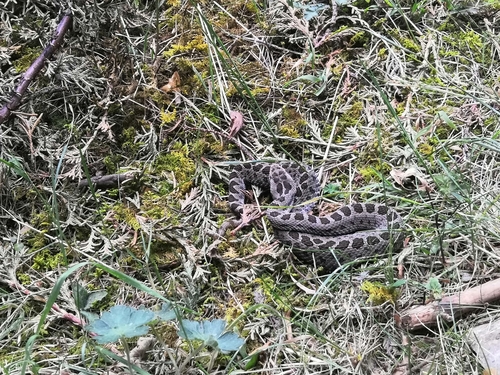 Dusky Rattlesnake