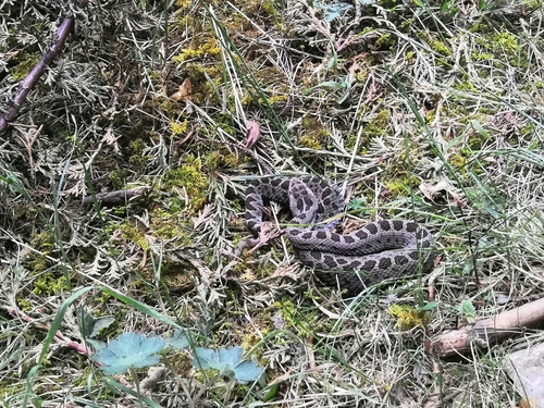 Dusky Rattlesnake
