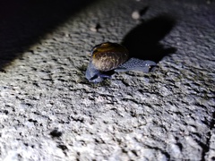 Petalochlamys