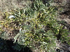 Leucospermum hypophyllocarpodendron