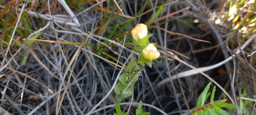 Image of Alectra sessiliflora by (c) Adele SL, some rights reserved (CC BY)