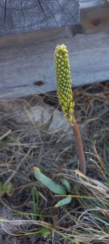 Bulbine cepacea