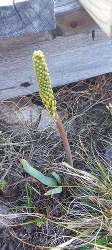 Bulbine cepacea