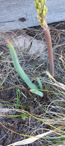 Bulbine cepacea