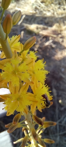 Bulbine cepacea