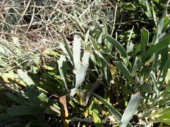Leucospermum hypophyllocarpodendron