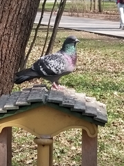 Columba livia domestica