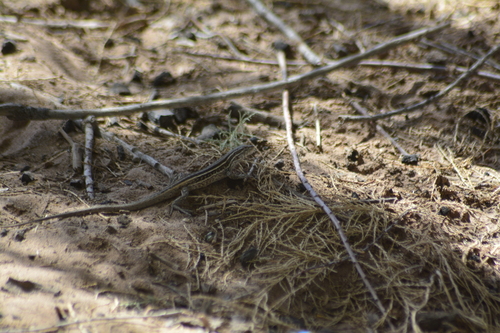 Graceful Tree Iguana, Liolaemus gracilis