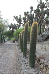 Cephalocereus polylophus