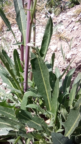 Sisymbrium assoanum