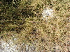 Diastella proteoides