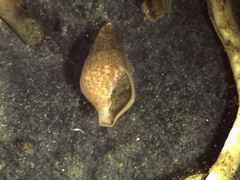 Mitrella gausapata