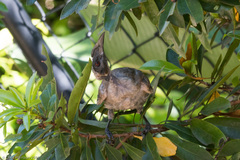 Philemon buceroides