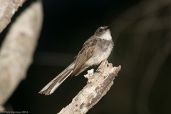 Rhipidura rufiventris