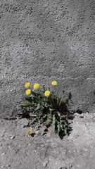 Taraxacum officinale