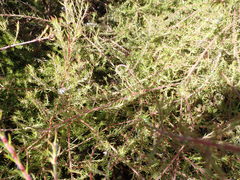 Diastella proteoides