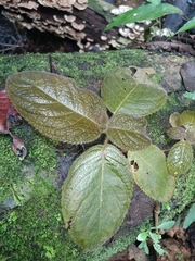 Christopheria xantha