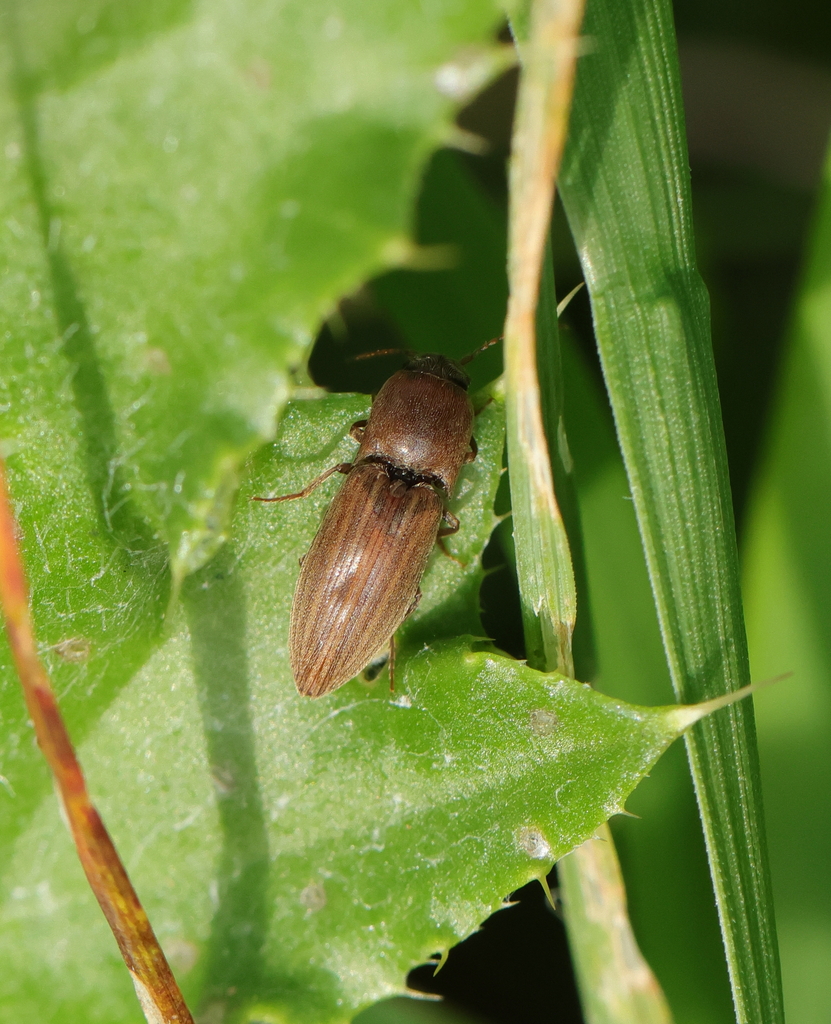 lined-click-beetle-from-oudalle-france-on-march-19-2024-at-07-14-pm