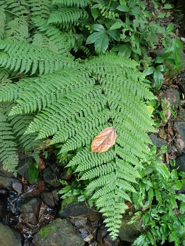 bluntleaf hayscented fern (Dennstaedtia obtusifolia)