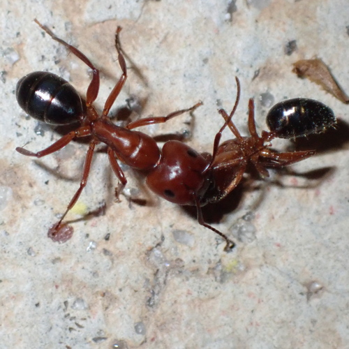 Deceptive Carpenter Ant photo 6