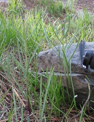 Fritillaria pinetorum
