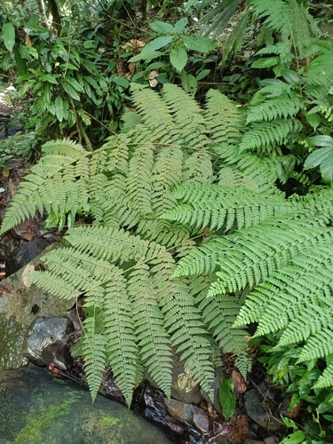 Image of Dennstaedtia obtusifolia by (c) Guillaume Delaitre, some rights reserved (CC BY)