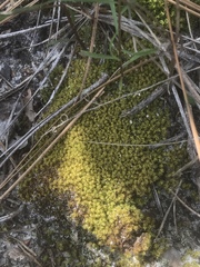 Dicranum condensatum