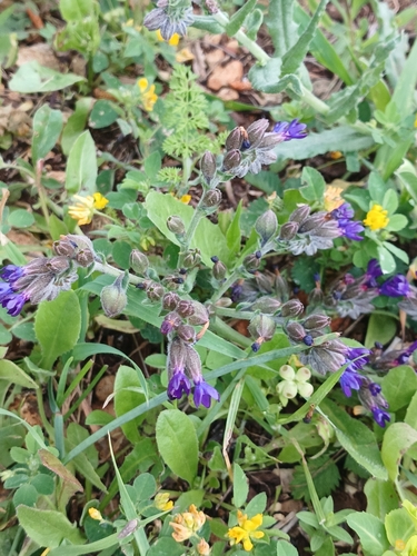 Image of Anchusa undulata by (c) yelena_antipova, some rights reserved (CC BY)