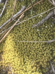 Dicranum condensatum