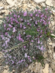 Astragalus tridactylicus