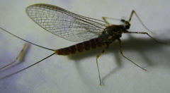 Epeorus pleuralis
